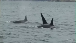 Another southern resident killer whale spotted carrying dead calf