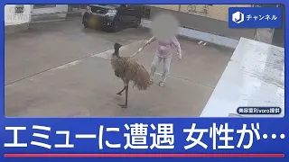 "Ostrich on the loose" turns out to be an emu; Woman fights it off with an umbrella!? [Super J Ch...