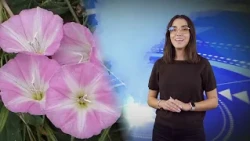 Jaworexpress 10/26/2026 - TV News