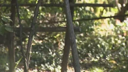 Where cultural history comes alive: Celebrating Indigenous Peoples’ Day in Connecticut