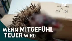 Wer zahlt für verletzte Wildtiere?