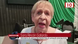 Urgen campañas de esterilización a animales callejeros. Ya es un problema enorme