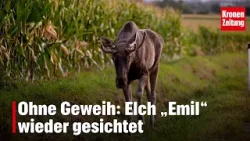 Ohne Geweih: Elch „Emil“ wieder gesichtet | krone.tv NEWS