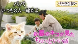【はかねこ日記】※第3回【パパと絵日記】ネコが見たお墓参りのちょっといい話！ネコの声はともさかりえ#ネコ #猫 #ともさかりえ #お墓参り #猫のいる暮らし #猫動画  #猫好きさんと繋がりたい