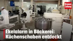 Ekelalarm in Bäckerei: Küchenschaben entdeckt | krone.tv NEWS