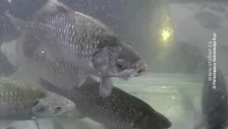 Mini sajam ribolova, 14. mart 2026.(RTV Bor)