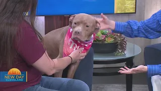New Day Cleveland- Fido's Companion