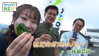 「はだのガストロノミー ～体験農園～」かながわ旬菜ナビ 2026/7/12放送