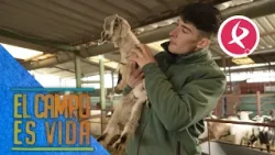 La ganadería de Jose no para de aumentar | El campo es vida