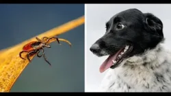 ¿Garrapatas en la playa? Experto explica por qué tu mascota puede contagiarse en la arena