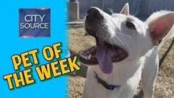 ? Pet of the Week 1/16/26 – Milo + Big Dog Special