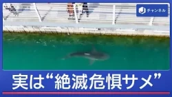 Over 1 Million People Flock to See "Stray Shark"... It's Actually an Endangered Species—Why Won't...