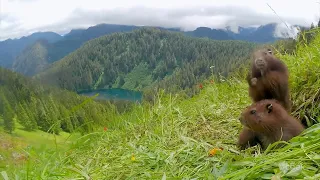 Stunning video shows Vancouver Island marmots in mountain alpine after release