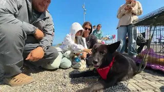 "Dogs of City V" festival brings together over 2,500 people and 1,300 pets