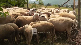 Ekinokokoza sëmundja që kalon nga bagëtia te njeriu, kontrollet veterinare mbeten thelbësore