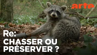 Le raton laveur envahit l’Europe | ARTE Regards