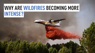 Why are wildfires becoming more intense?