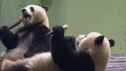 ???В Шанхайском парке диких животных маленьких панд приучают к пребыванию на улице