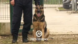 Četveronožni specijalci koji su razminirali Hrvatsku – Gdje su danas? | Provjereno