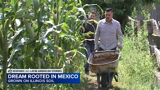 Rooted in Mexico, grown in Illinois: Latino-owned farms grow across Chicago's collar counties