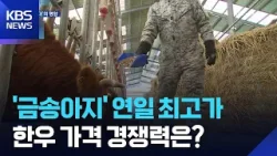 한 마리에 500만 원…‘금송아지 시대’의 명암 / KBS 2026.03.20. 한 마리에 500만 원…‘금송아지 시대’의 명암 / KBS 2026.03.20.