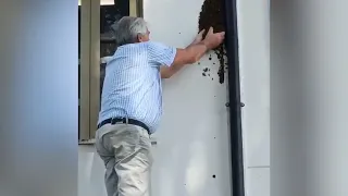 Avellino, il domatore delle api famoso in tutta Italia