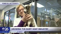 LaClare Creamery a part of growing number of goat dairy farms in Wisconsin LaClare Creamery a part of growing number of goat dairy farms in Wisconsin