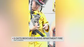 3 cats rescued during San Leandro apartment fire