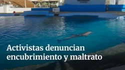 Negligence or accident? The controversial death of Moana the dolphin in Sonora