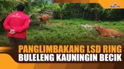 PANGLIMBAKANG LSD RING BULELENG KAUNINGIN BECIK PANGLIMBAKANG LSD RING BULELENG KAUNINGIN BECIK