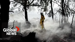 Belgium faces “ecological catastrophe” after wildfires scorch country’s nature reserve