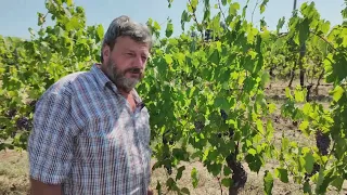Vinegrowing...Put to the Weather Test