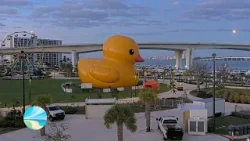 See Mama Duck at Coachman Park!