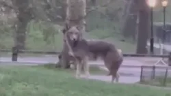 Large coyote spotted in Central Park
