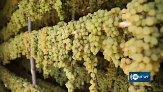 Herat orchardists expect over 25,000 tons of raisins | تولید بیش از ۲۵ هزار تُن کشمش در هرات امسال