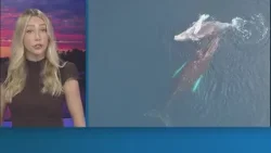 NOAA to propose deregulations on whale vessel rule