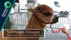 Salon International des Alpagas : découverte de ces animaux à Brive