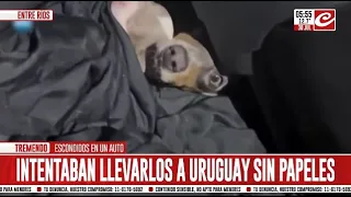Rescatan a perros salchichas bebé que eran traficados a Uruguay