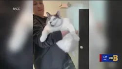 Patches the cat reaches 1 year mark of weight-loss journey