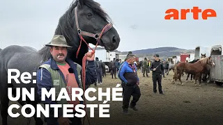 Roumanie : les marchés aux chevaux contestés | ARTE Regards