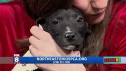Rescue Me with Northeast Ohio SPCA