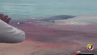 Nepa Issues Caution As Sharks Feed On Mammals In Salt Marsh  | TVJ News