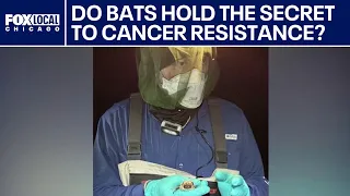 Do bats hold the secret to cancer resistance? A researcher wants to find out