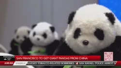 San Francisco to get giant pandas from China