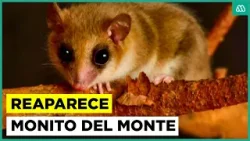 Su presencia indica buen estado del ecosistema: Reaparece el monito del monte en la región de Aysén