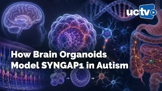 How Brain Organoids Model SYNGAP1 in Autism