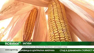 ЗАГУБИ: Царевицата в Централна Америка с рекорден спад