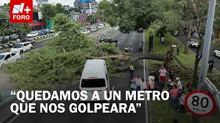Tree Falls on Two Vehicles on Viaduct, Leaving 6 Injured in CDMX