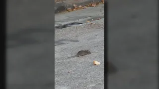 Leganés Norte residents report a rat infestation with rodents that "look like rabbits"
