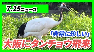 特別天然記念物『タンチョウ』が大阪に飛来「非常に珍しい」／天神祭・本宮の『陸渡御』約２４００人が練り歩き！大阪天満宮→天神橋へ【7/25最新ニュース】